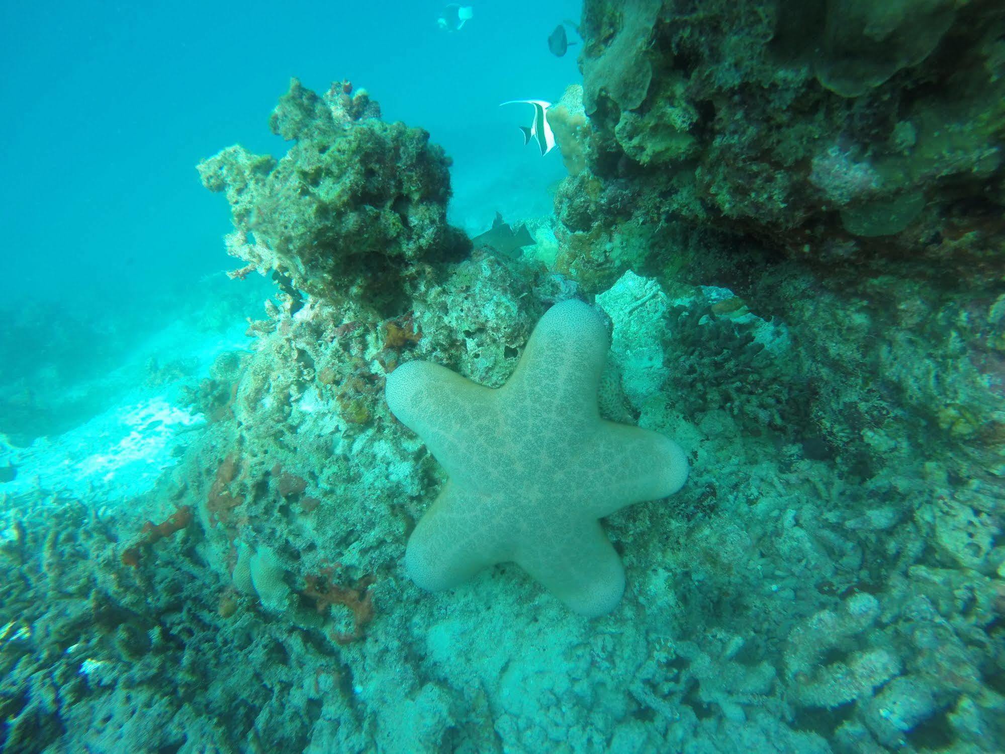 White Sand Lodge Maafushi Zewnętrze zdjęcie
